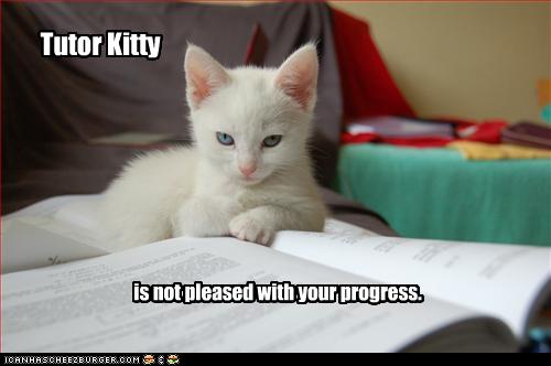 funny pictures of cats with captions